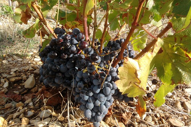 Cotes de Provence Wine Tour from Aix-en-Provence - How the Guide Makes or Breaks the Experience