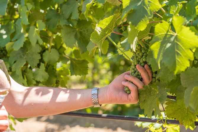 Cotes de Provence Wine Tour from Aix-en-Provence - Who This Tour Is Best For (and Who Might Want More Time)