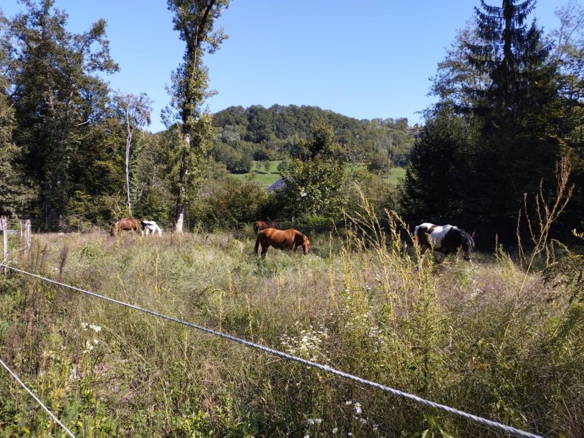 Cruseilles: Horseback Riding in the Countryside - Key Things I’d Highlight Before You Go