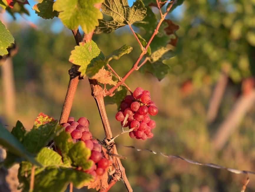 Dare to Alsace Wine with a Feminine Touch - Should You Book This Alsace Wine Tour With a Feminine Touch?