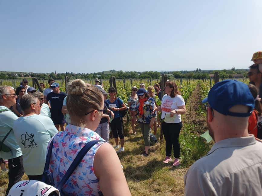 Dare to Alsace Wine with a Feminine Touch - A Feminine-Led Vineyard Walk With Muriel at Domaine Gueth