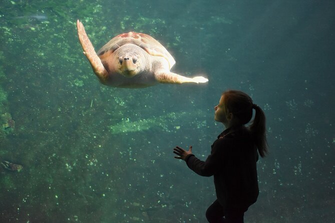 Entrance Ticket Nausicaa, the biggest aquarium in Europe - Nausicaa in Arras: A World-Class Aquarium You Can Actually Plan
