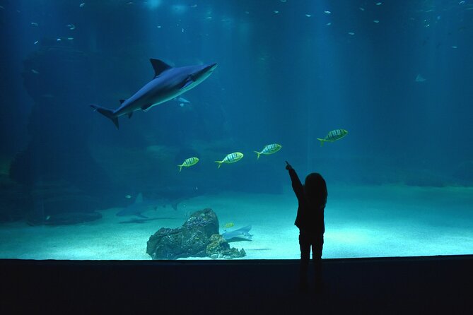 Entrance Ticket Nausicaa, the biggest aquarium in Europe - What You Will See: 58,000 Creatures Across 85 Exhibits
