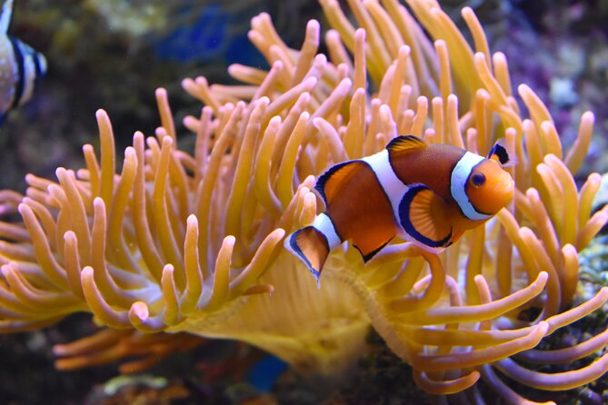 Entrance Ticket Nausicaa, the biggest aquarium in Europe - How to Pace a 4 to 6 Hour Visit Without Feeling Lost