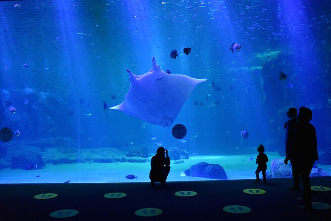 Entrance Ticket Nausicaa, the biggest aquarium in Europe - Opening Hours and the January Closure You Should Check
