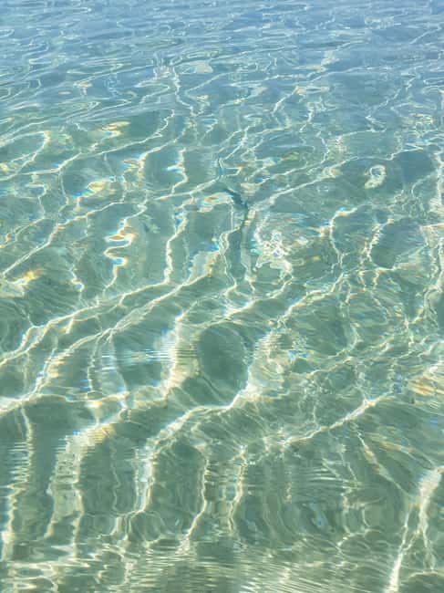 Excursion to Porquerolles Island from Bandol - Arriving on Porquerolles: your 6.5 hours starts fast