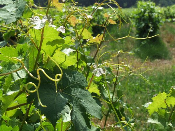 French Riviera: Provencal Wine Tour - Key highlights to plan for