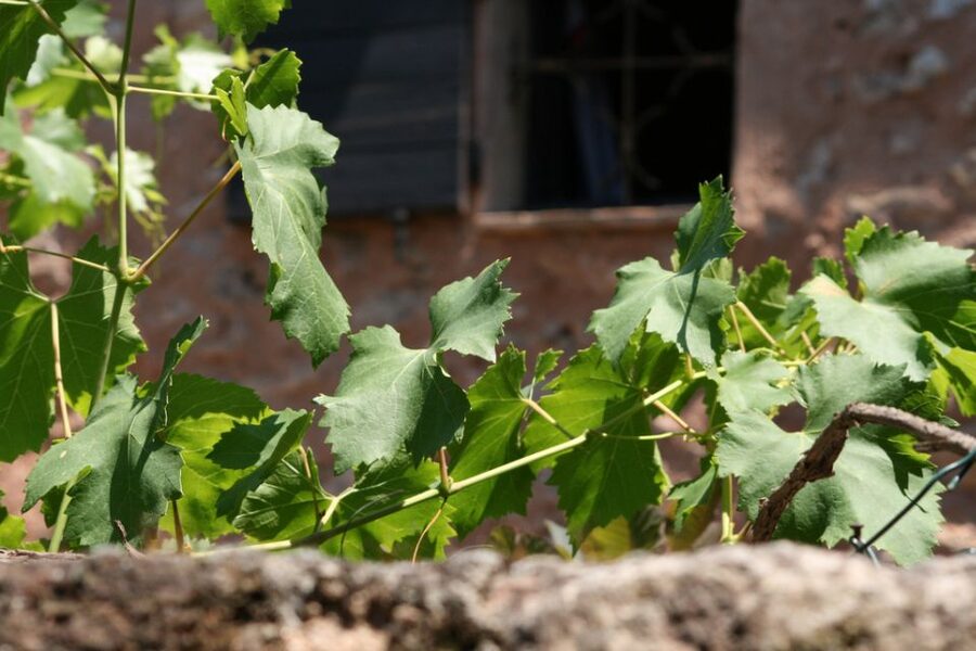 French Riviera: Provencal Wine Tour - From the Riviera into Var: why this drive matters
