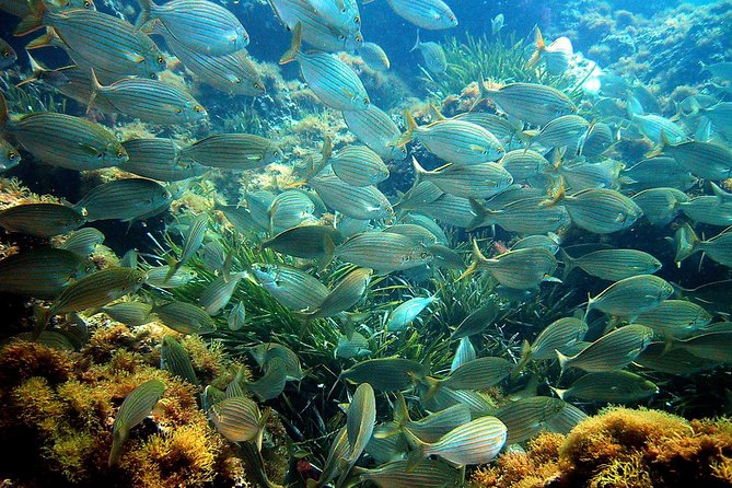 French Riviera Villefranche Bay Snorkeling Tour from Nice - Seasickness, cold water, and comfort basics
