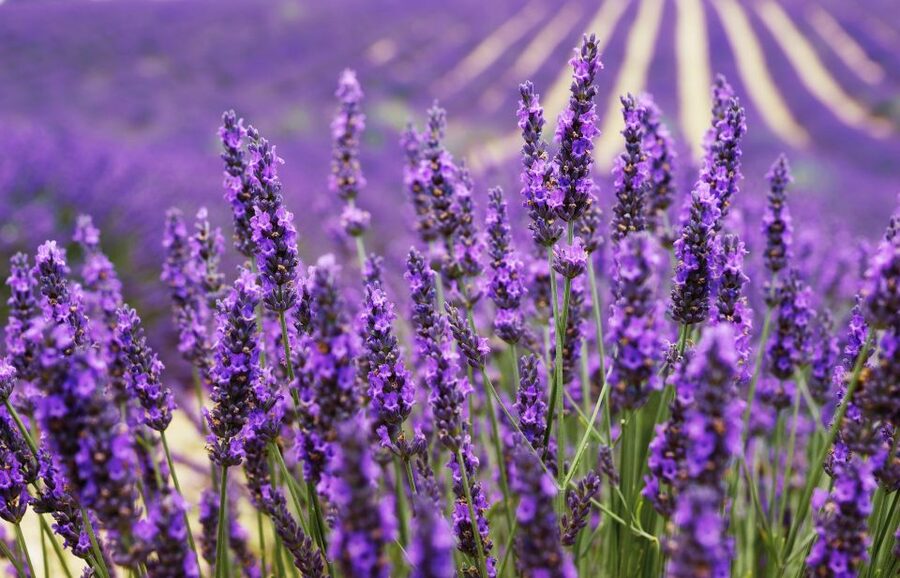 From Aix: Day Trip to Valensole Lavender Fields in Provence - Key highlights worth planning for