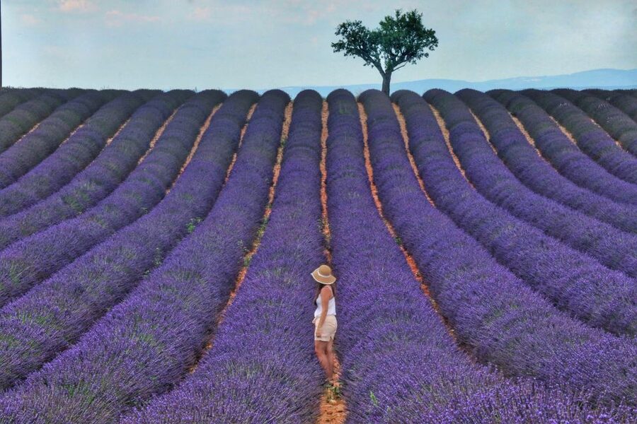 From Aix: Day Trip to Valensole Lavender Fields in Provence - Aix to the Valensole plateau by air-conditioned minibus