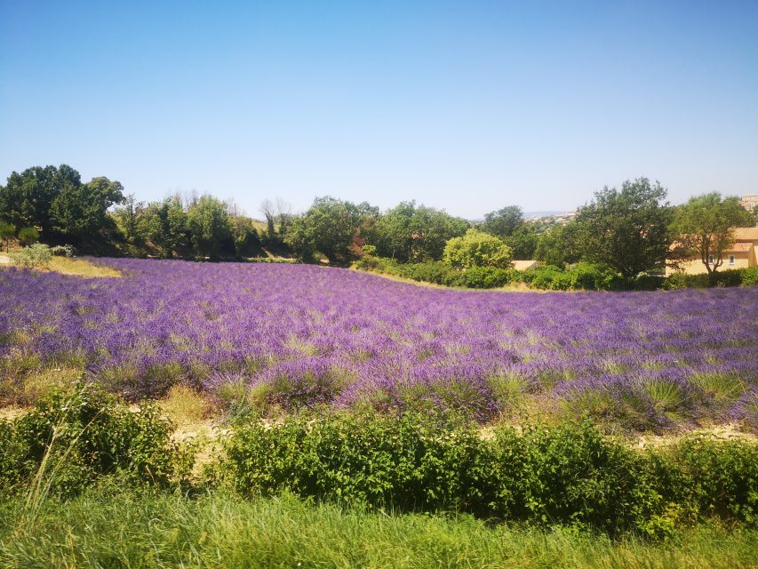 From Aix: Day Trip to Valensole Lavender Fields in Provence - The distillery stop: how lavendin essential oils, olive oil, and honey are made