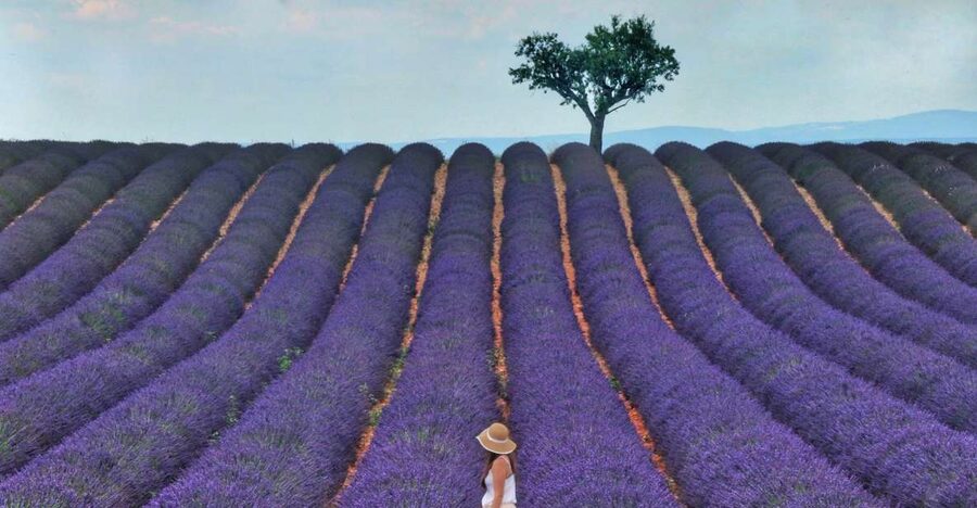 From Aix: Day Trip to Valensole Lavender Fields in Provence - Shopping in Valensole: what to buy and how to shop smarter in 30 minutes