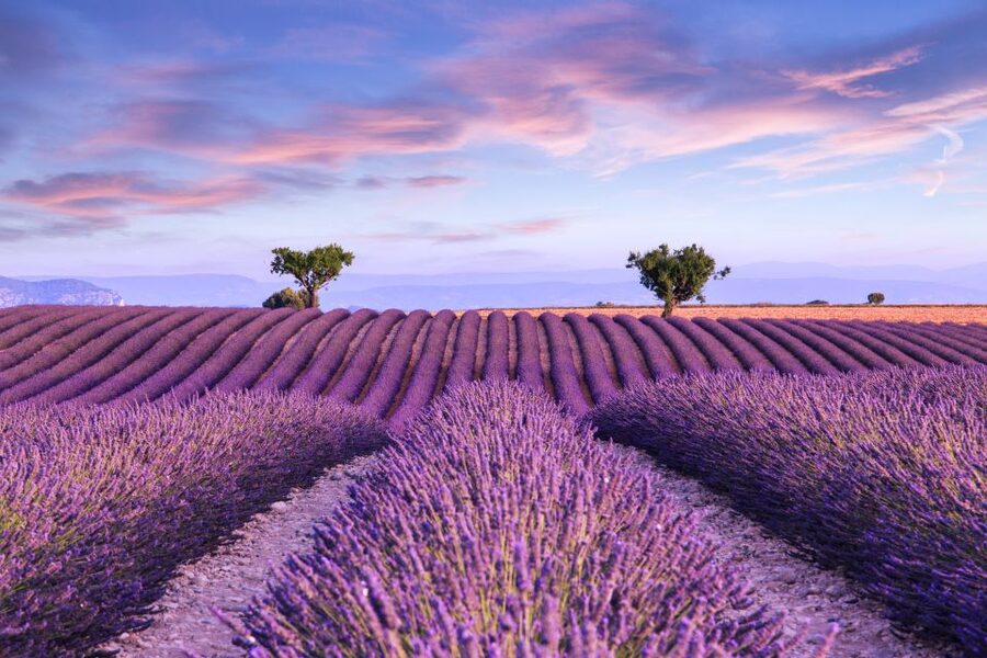 From Aix: Day Trip to Valensole Lavender Fields in Provence - Lavender and sunflower fields: June to July, plus the reality of pruning