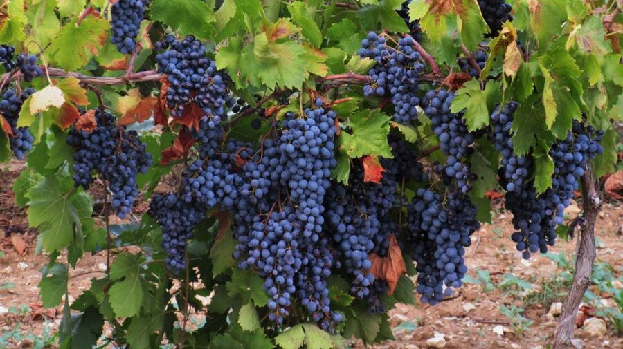 From Aix-en-Provence: Côtes de Provence Wine Tour - The minibus, timing, and why the 3-hour format works