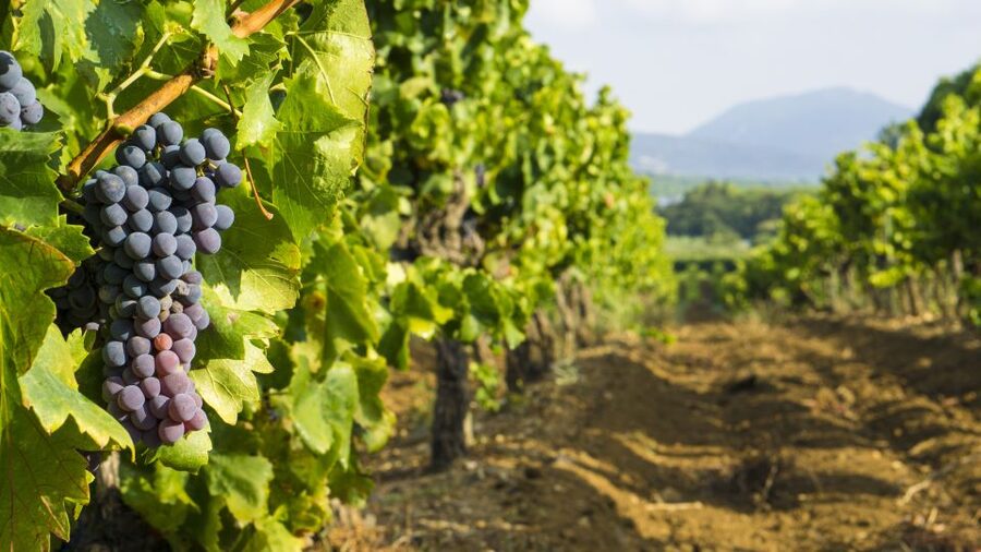 From Aix-en-Provence: Half-Day Wine Tour - From Aix to Côtes de Provence: the half-day format that fits real life