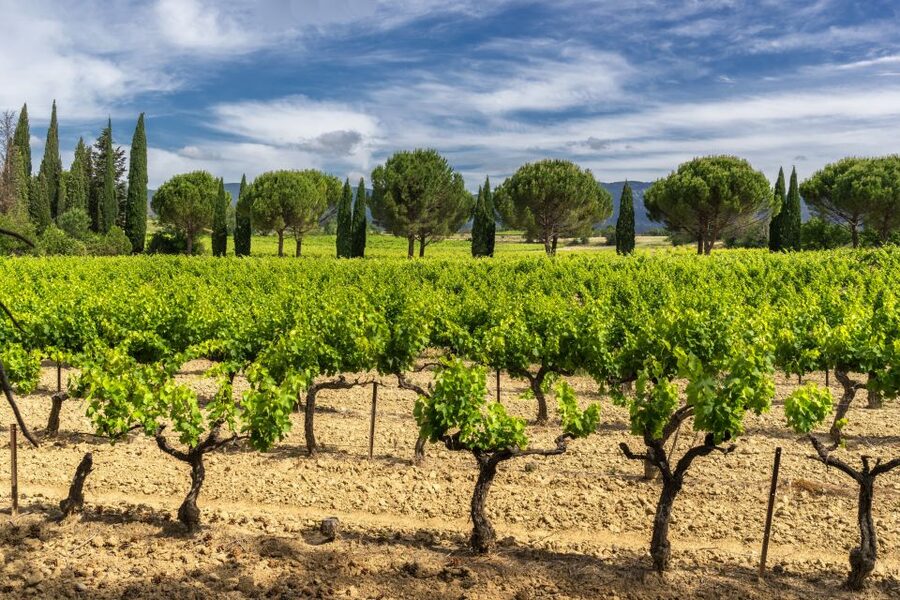 From Aix-en-Provence: Half-Day Wine Tour - Practical details that affect your day more than you think