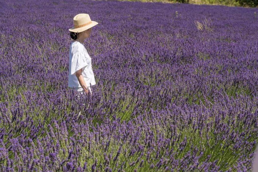 From Aix-en-Provence: Lavender Half Day Tour - What to Bring, and What Can Trip You Up