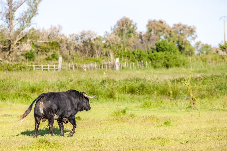 From Arles: Half-Day 4x4 Camargue Safari - Key highlights I think you’ll care about