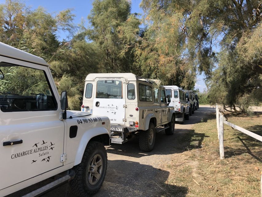 From Arles: Half-Day 4x4 Camargue Safari - Marshes, ponds, and flamingos: spotting birds the useful way