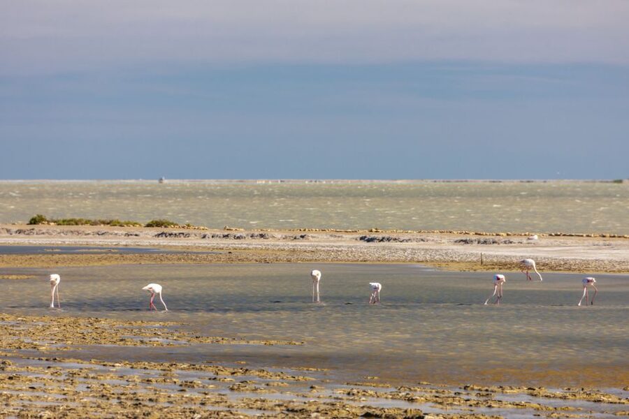 From Arles: Half-Day 4x4 Camargue Safari - The 4x4 ride and photo opportunities: what to expect in the vehicle