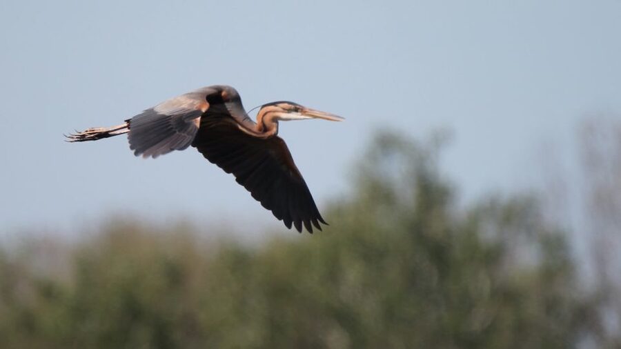 From Arles: Half-Day 4x4 Camargue Safari - Price and value: is $69 for 4 hours a good deal?
