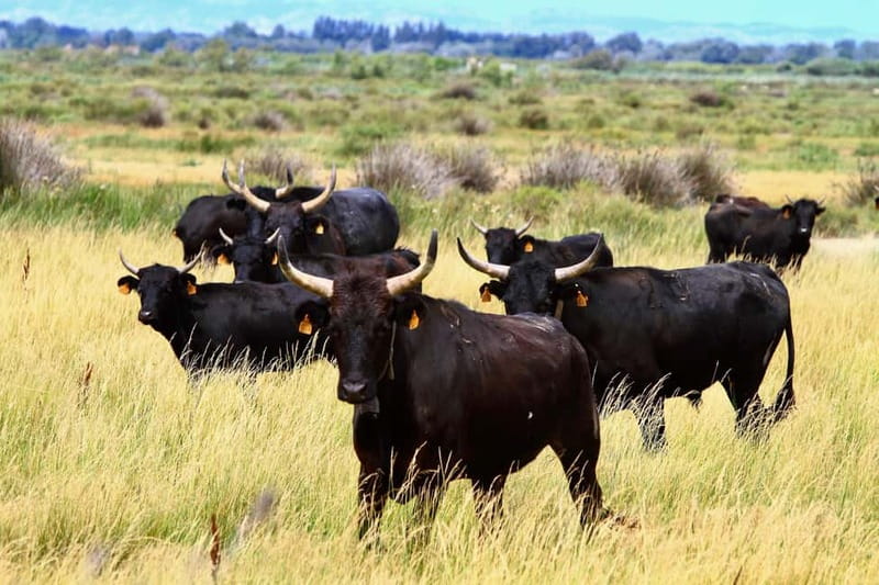 From Avignon: Camargue Tour with Bird Park Entry - Driving from Avignon to Camargue: your intro starts in the van
