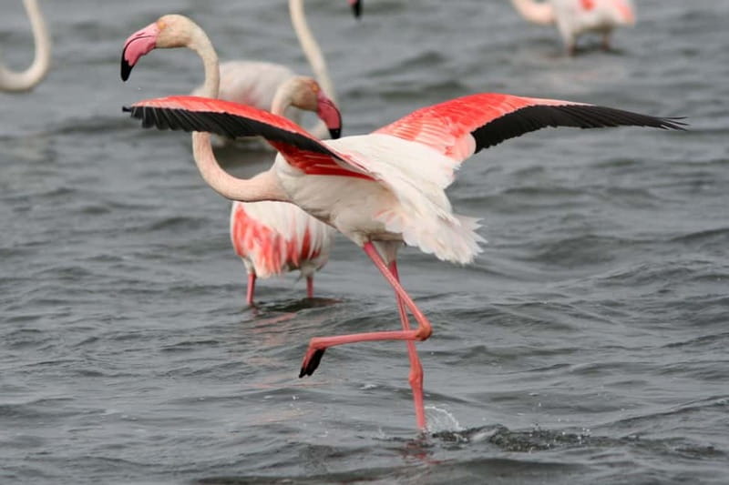 From Avignon: Camargue Tour with Bird Park Entry - Saintes-Maries-de-la-Mer: church legend, then a beach break