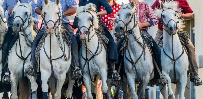From Avignon: Camargue Tour with Bird Park Entry - The ranch stop, bulls, and white horses: how Camargue culture shows up