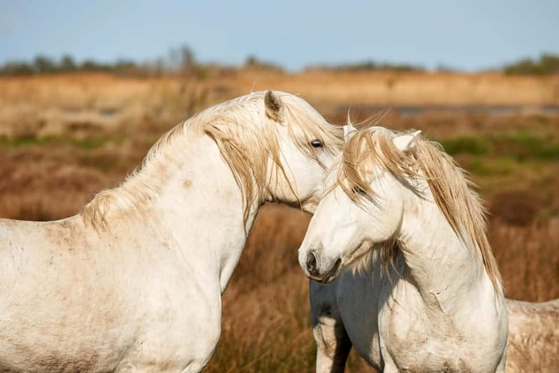From Avignon: Camargue Tour with Bird Park Entry - What to bring, what to avoid, and who should skip it