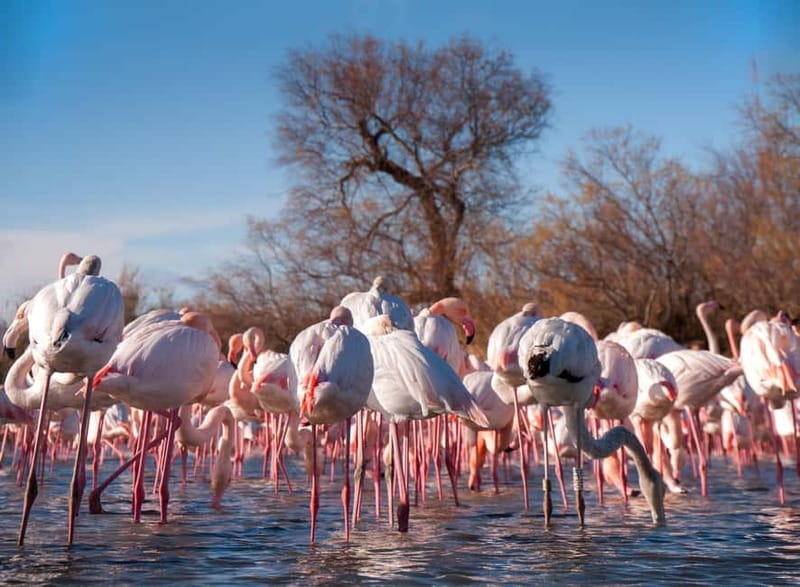From Avignon: Camargue Tour with Bird Park Entry - Should you book the Avignon to Camargue tour with Pont de Gau bird park?