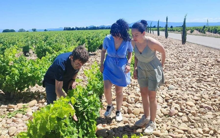 From Avignon: Châteauneuf du Pape Half-Day Wine Tour - The Pope’s Summer Residence Ruins Photo Stop You Will Actually Want to Repeat