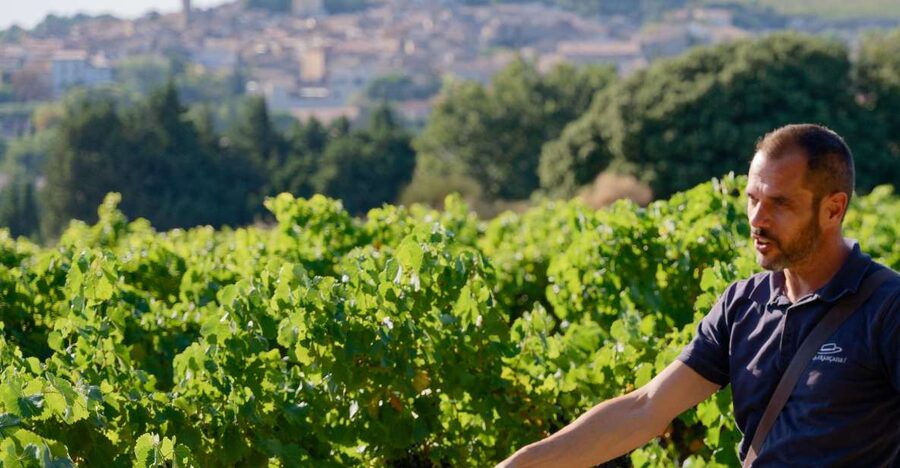 From Avignon: Châteauneuf du Pape Half-Day Wine Tour - The Van Ride from Avignon, and Why It Matters