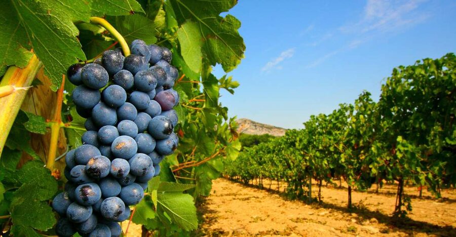 From Avignon: Half-Day Great Vineyards Tour - Key Points Before You Go