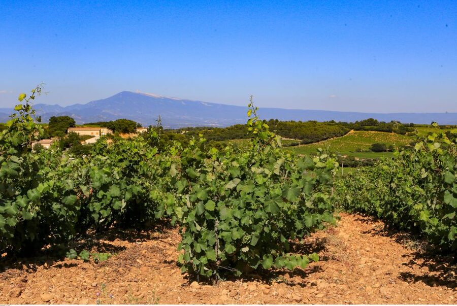 From Avignon: Half-Day Great Vineyards Tour - Meeting Up in Avignon and Getting Comfortable on the Road