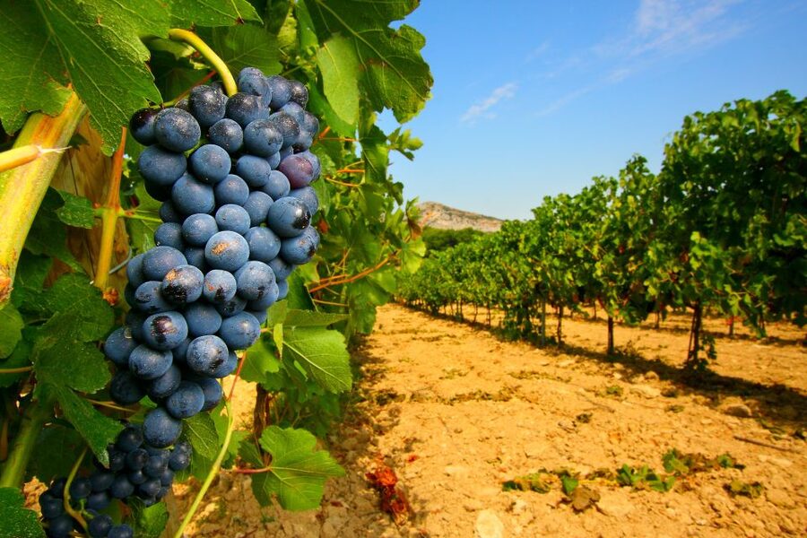 From Avignon: Half-Day Great Vineyards Tour - Dentelles de Montmirail: Why the Scenery Helps You Taste Better