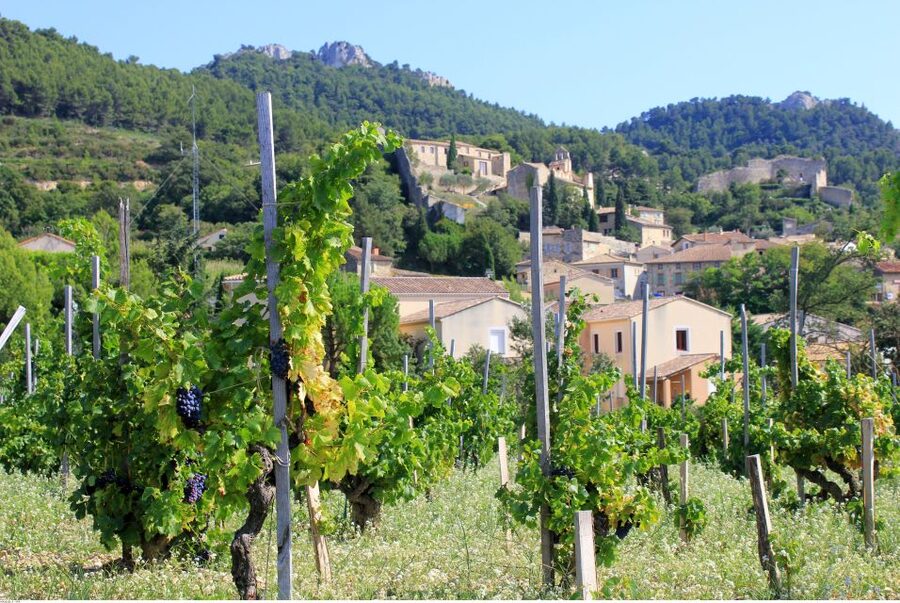 From Avignon: Half-Day Great Vineyards Tour - Winery Stops and the Wine-Production Story
