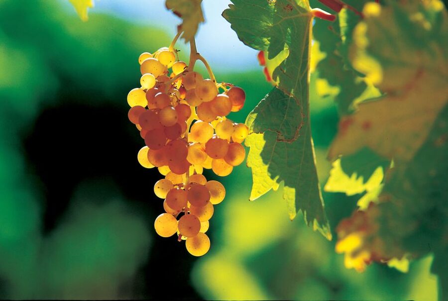From Avignon: Half-Day Great Vineyards Tour - What I’d Watch Out For on Your Date