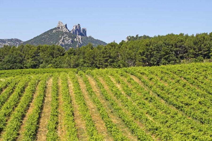 From Avignon: Half-Day Great Vineyards Tour - The Big Names You’re Actually Targeting: Gigondas, Séguret, Châteauneuf-du-Pape