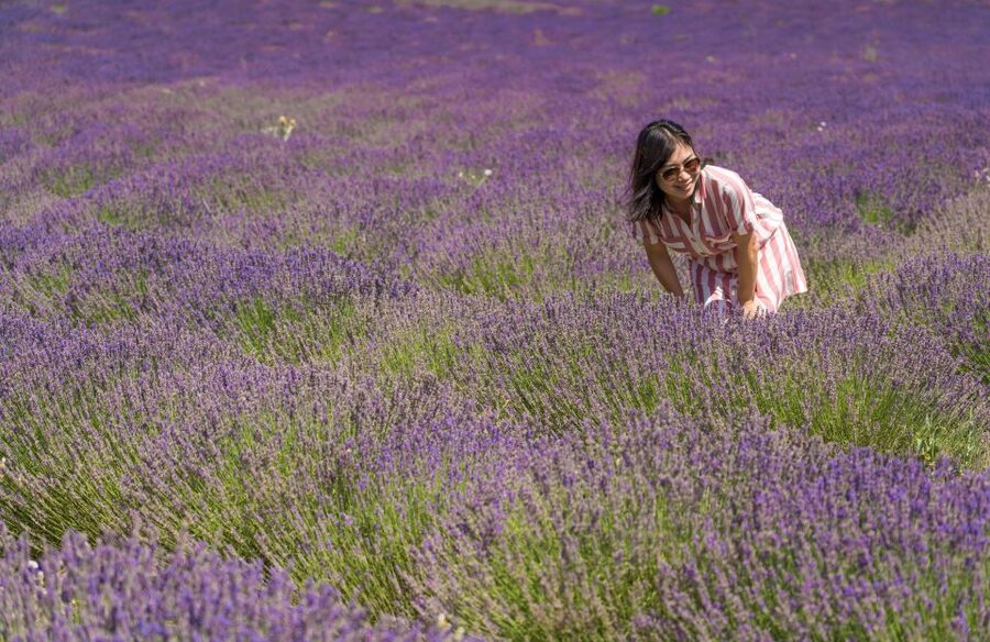 From Avignon: Half Day Lavender Tour to Sault - Price and Value: Is 106 Per Person a Smart Spend?