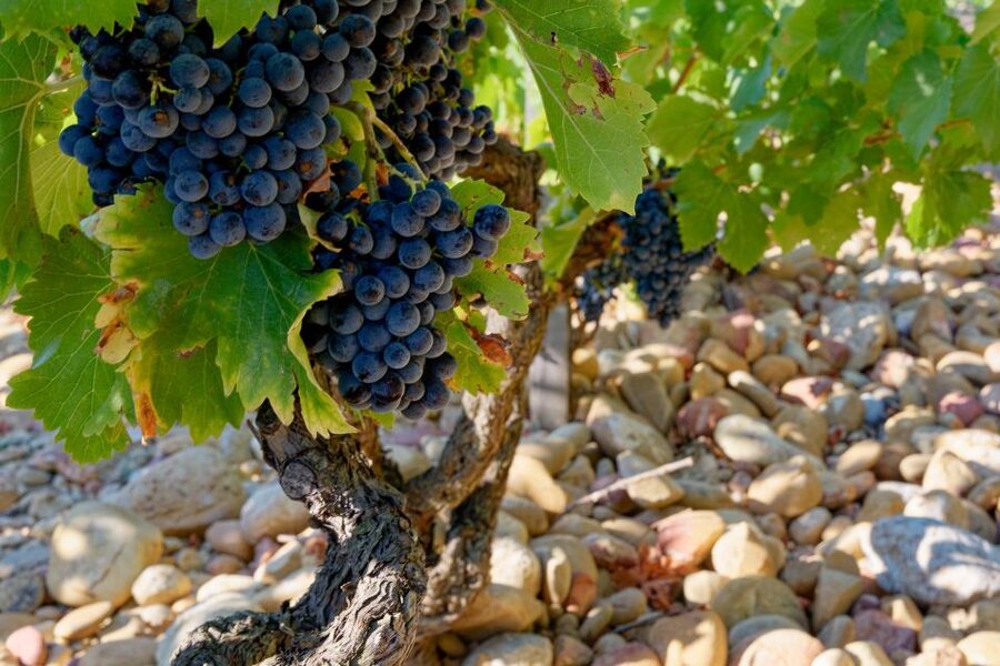 From Avignon: Luberon and Chateauneuf-du-Pape Full-Day Tour - Pace, duration, and timing: what to expect on a long day