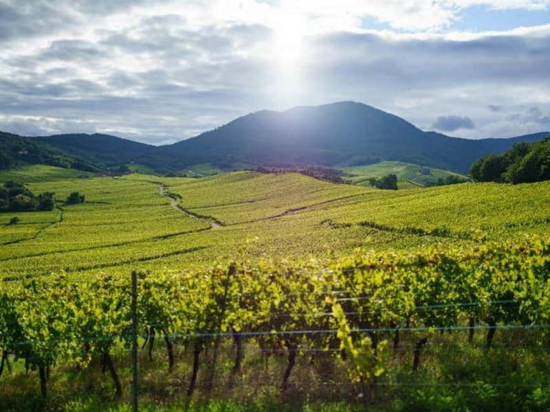 From Basel: day trip to Colmar, Hohkönigsburg, Ribeauvillé - Basel to Alsace by Air-Conditioned Minibus, the Day Flow You’ll Like