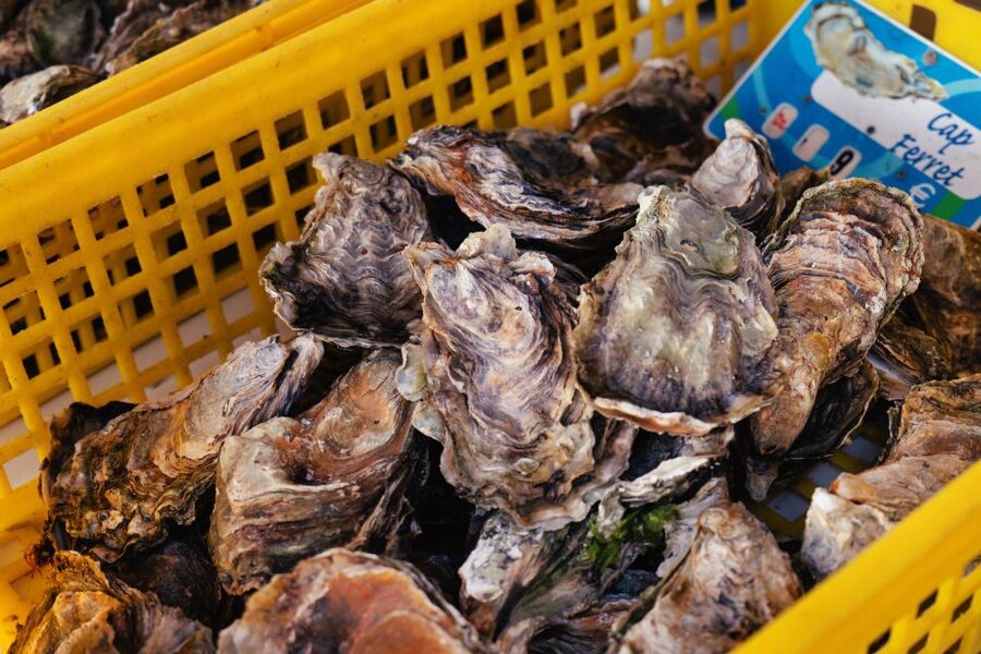 From Bordeaux: Arcachon Bay Full Day Tour and Oyster Lunch - Who Should Book This Tour (and Who Should Skip It)