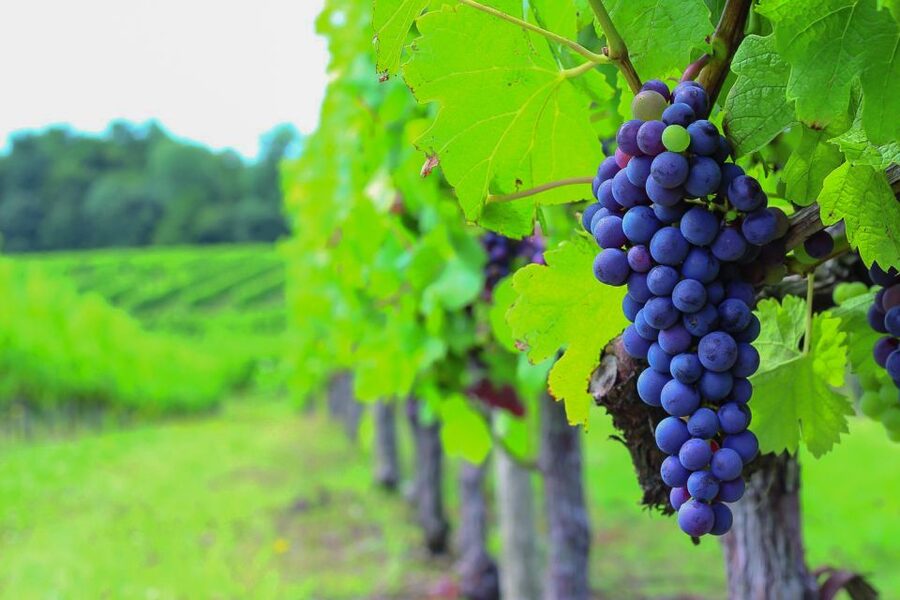From Bordeaux: Full-Day Medoc Wine Tour - Key takeaways before you go