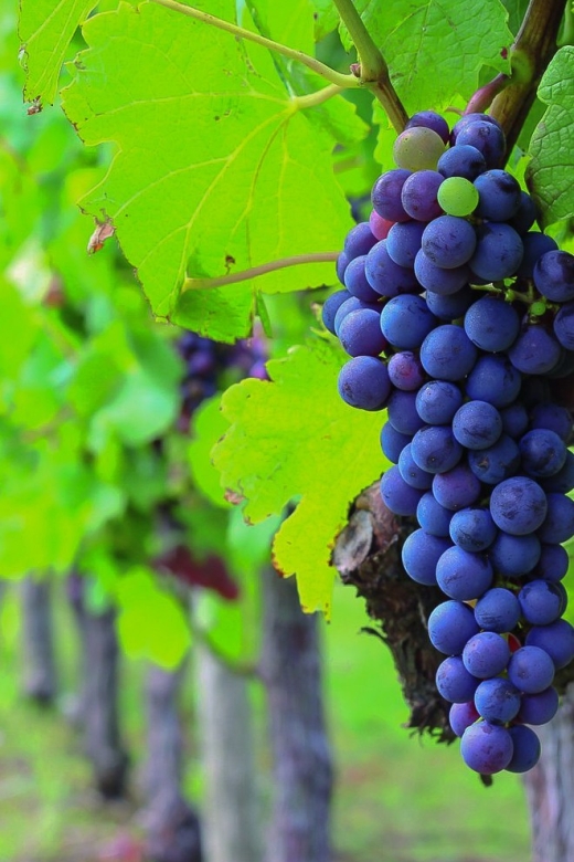 From Bordeaux: Full-Day Medoc Wine Tour - Meeting in Bordeaux and heading north