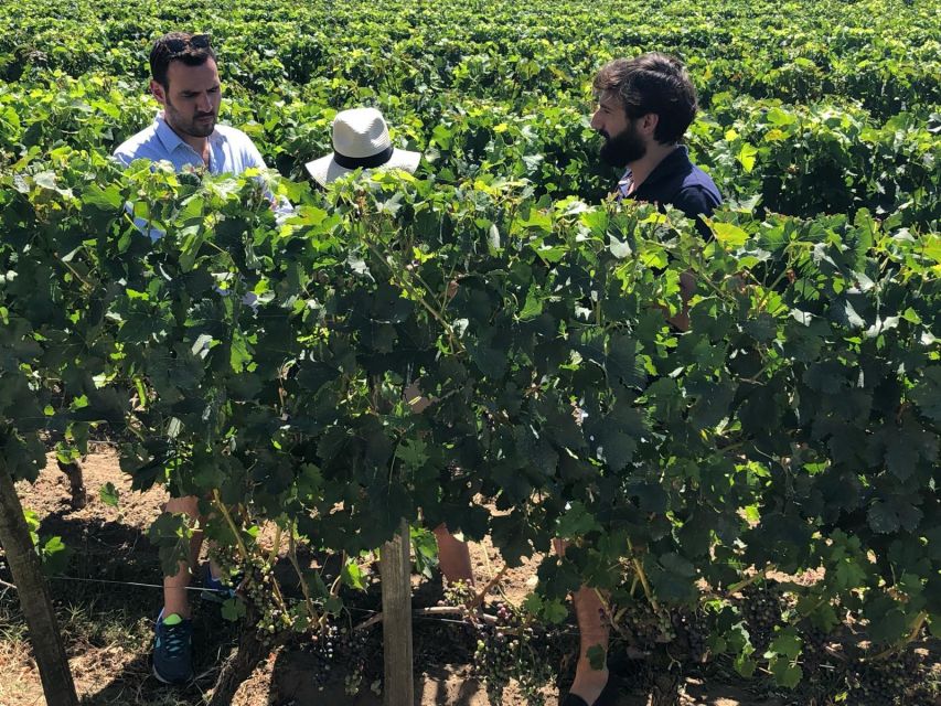 From Bordeaux: Half-Day Saint-Emilion Wine Tour - The van ride is part of the lesson, and guides set the mood