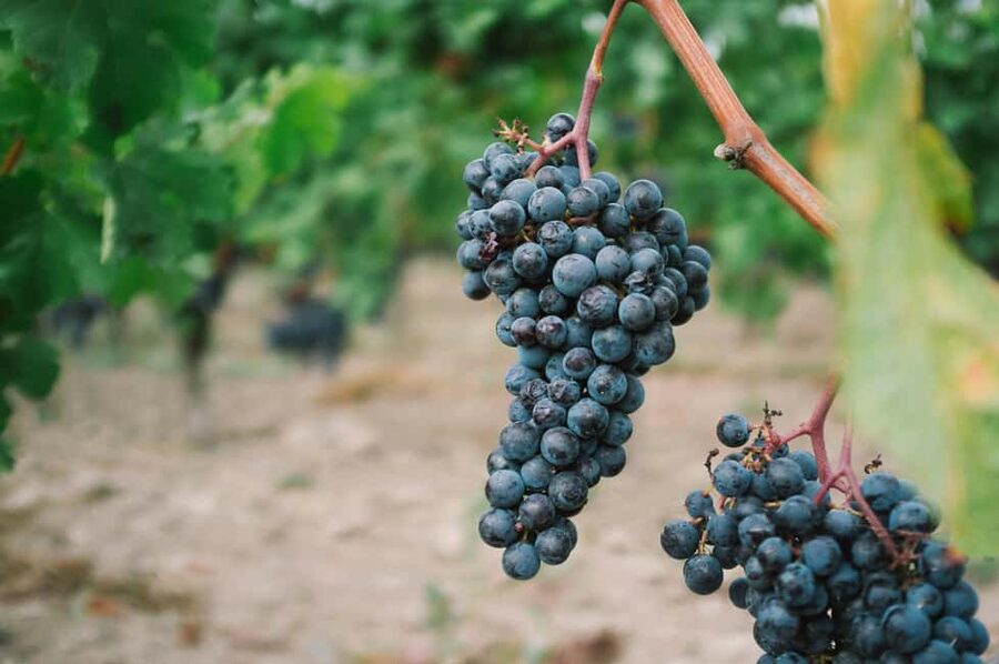 From Dijon: Côte de Nuits Wine-Tasting Tour - Where to meet in Dijon and how the van ride fits the day