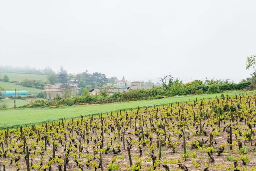 From Lyon: Golden Stones Beaujolais Wine Tasting Tour - The family winery finale: craft, tasting, and mâchon snacks