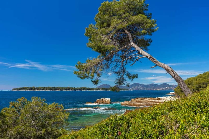 From Mandelieu: St. Marguerite Island Roundtrip Ferry Ride - The Walk Begins: Pine and Eucalyptus You Can Smell