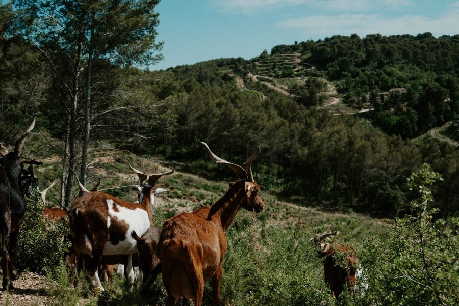From Marseille: Aix en Provence Wine and Cheese Tour - What to bring and what can trip you up